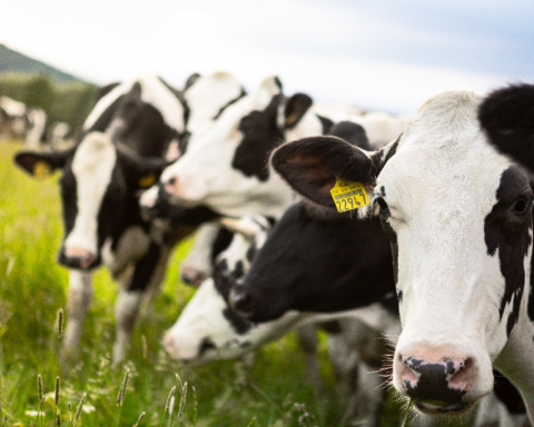 gewinne-in-der-landwirtschaft-brechen-um-30-prozent-ein